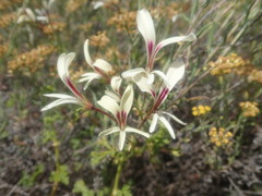 Pelargonium trifidum