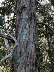 Lophostemon suaveolens