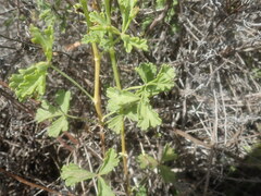 Pelargonium trifidum