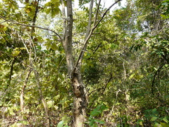 Bridelia retusa