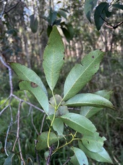 Lophostemon suaveolens