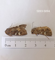 Mniotype albostigmata