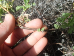 Pelargonium trifidum