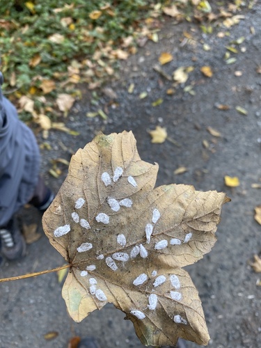 Hydrangea Scale Insect