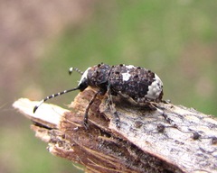 Platystomos albinus