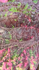 Perilla frutescens