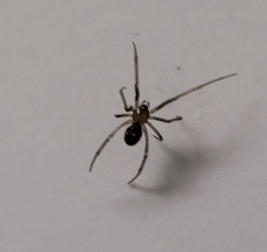Steatoda albomaculata