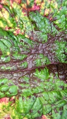 Perilla frutescens