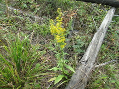 Solidago dahurica