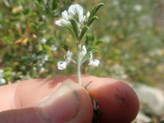 Psoralea spissa