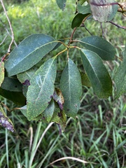 Lophostemon suaveolens