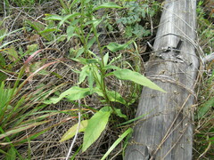 Solidago dahurica