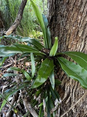 Asplenium australasicum