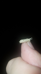 Lepidoptera
