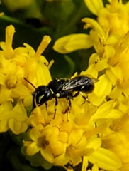 Hylaeus