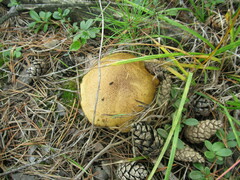 Suillus variegatus