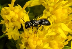 Hylaeus