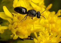 Hylaeus