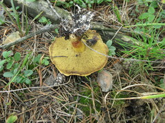 Suillus variegatus