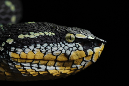 Wagler's Pit Viper, photo 6 of 10