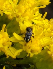 Hylaeus