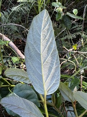 Alphitonia excelsa