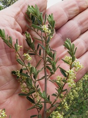Pomaderris angustifolia