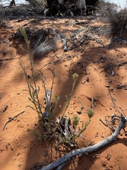 Ptilotus polystachyus
