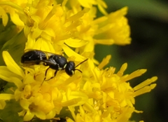 Hylaeus
