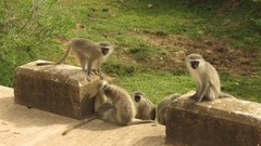 Chlorocebus pygerythrus pygerythrus