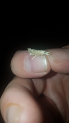 Lepidoptera