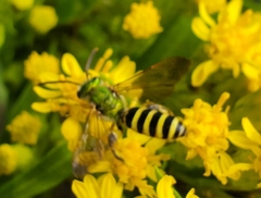 Agapostemon splendens