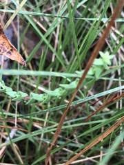 Symphyotrichum walteri