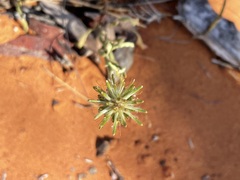 Ptilotus polystachyus