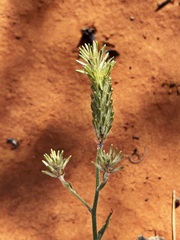 Ptilotus polystachyus