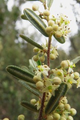 Pomaderris angustifolia