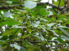 Ficus exasperata