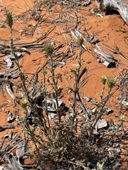 Ptilotus polystachyus