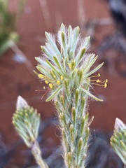 Ptilotus polystachyus