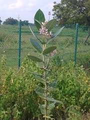 Calotropis gigantea