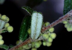 Pomaderris angustifolia