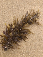 Sargassum