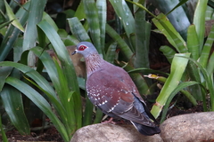 Columba guinea phaeonota