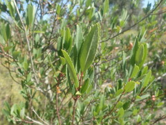 Noltea africana