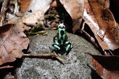 Dendrobates auratus