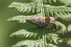 Notocelia uddmanniana