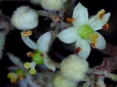 Pomaderris angustifolia