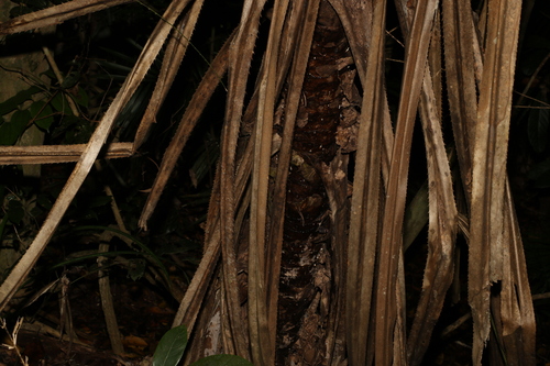 Image of Pandanus gemmifer by (c) Greg Tasney, some rights reserved (CC BY-SA)