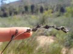 Restio sieberi