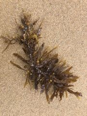 Sargassum